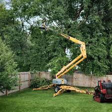 Best Commercial Tree Services  in Plano, KY