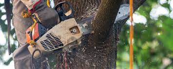 Best Tree Preservation Services  in Plano, KY