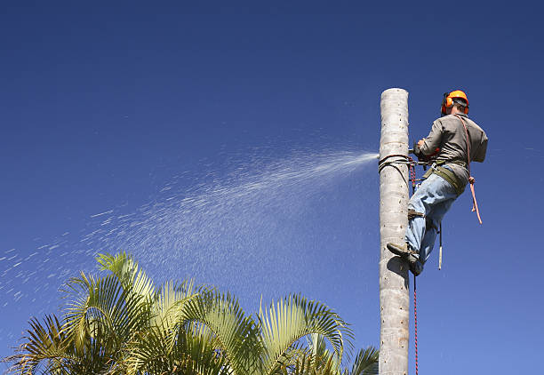 Best Root Management and Removal  in Plano, KY