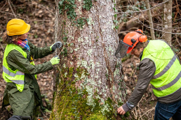 Best Tree and Shrub Care  in Plano, KY