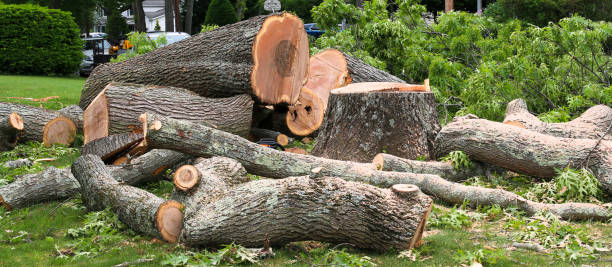 Best Hazardous Tree Removal  in Plano, KY