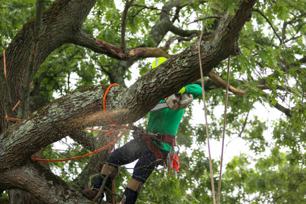 Best Hazardous Tree Removal  in Plano, KY